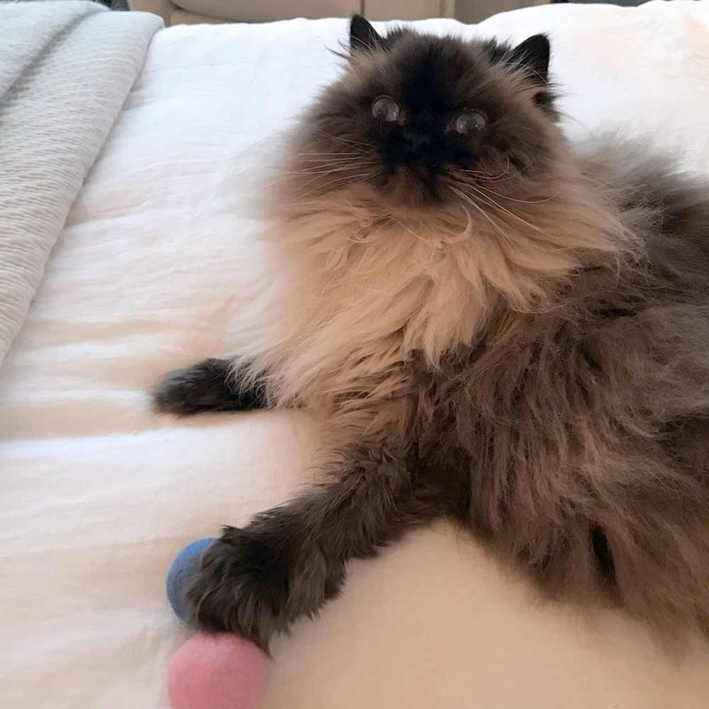 Natural Wool Cat Toys - Image 7