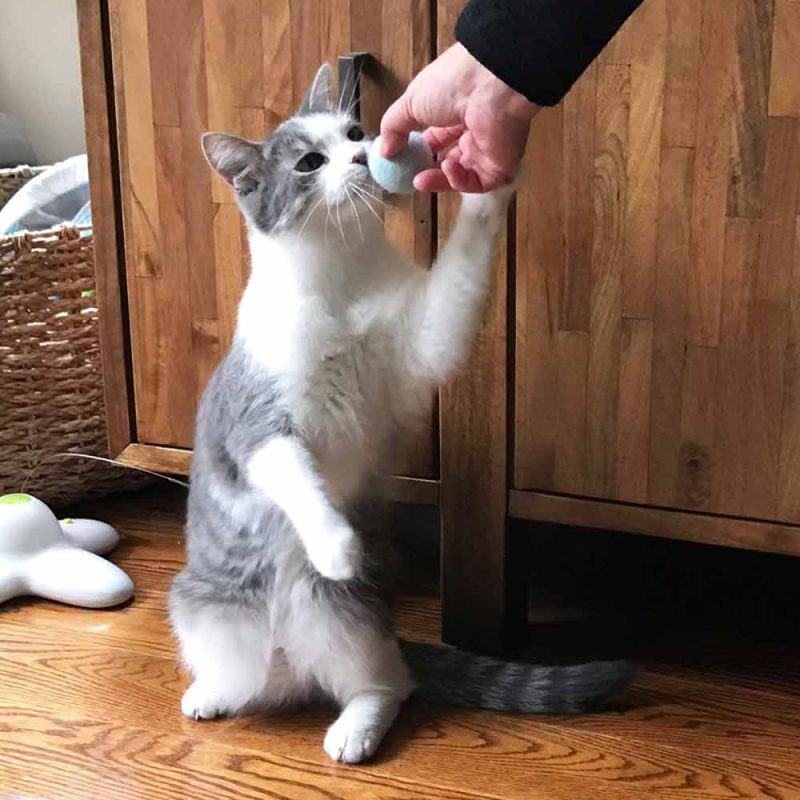 Natural Wool Cat Toys - Image 5